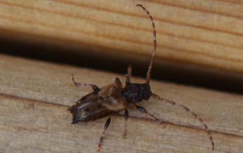 Réf. 290 348 : Pogonocherus hispidus